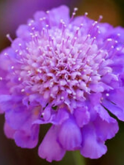 สกาบิโอซา (Scabiosa Atropurpurea) สีม่วง / 100 เม็ด (นอก)
