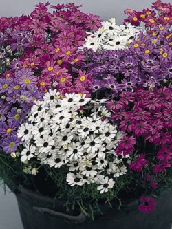 เดซี่ สวอน ริเวอร์ (Swan River Daisy) คละ / 3,000 เม็ด (Ukraine)