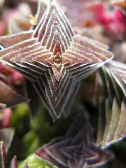 คราสซูล่า (Red Pagoda Plant) / 25 เม็ด (UK)