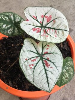 ต้นบอนสี สตรอเบอรี่ สตาร์ กระถาง 8 นิ้ว