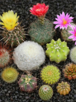 แคคตัส (Cactus) คละแบบ / ซอง 10 เม็ด (F006)