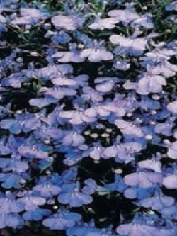 โลบีเลีย - แคมบริดจ์ บลู (Lobelia Bedding - Cambridge Blue) / 1,000 เม็ด (UK)