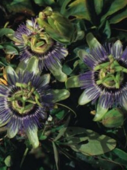 สร้อยฟ้า (Passion Flower / Passiflora coerule) / 25 เม็ด (UK)
