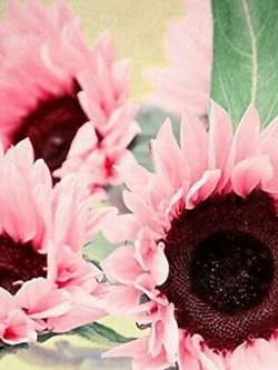 ทานตะวันสีชมพู (Pink Sunflower) / 15 เม็ด