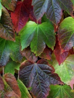 ไอวี่ ด่าง (Creeper Ivy) / 50 เม็ด (Hungary) *