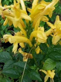 ต้นพวงแสดต้น ดอกเหลือง สูง 30-50 ซ.ม. / ต้น