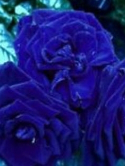 กุหลาบมอญสีน้ำเงิน (Blue damask rose) / 100 เม็ด (นอก)