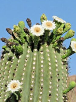 ซากัวโร (Saguaro / Giant Cactus) / 10 เม็ด (USA)