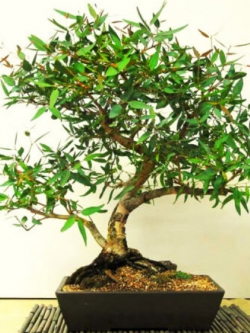 ยูคาลิปตัสบอนไซ (Lemon-Scented Gum) / 50 เม็ด (UK)