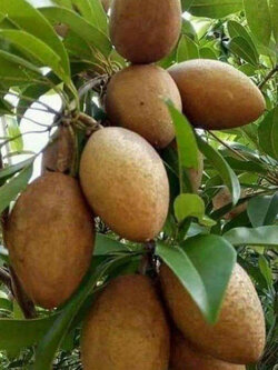 ละมุด กะสวยมาเลย์ (Sapodilla) / 10 เม็ด