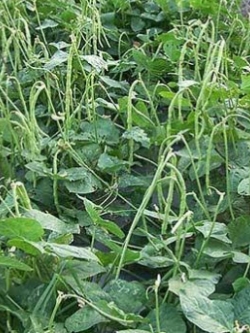 ถั่วฝักยาวไร้ค้าง หรือถั่วพุ่ม สีเขียว / 20 เม็ด (ไทย)