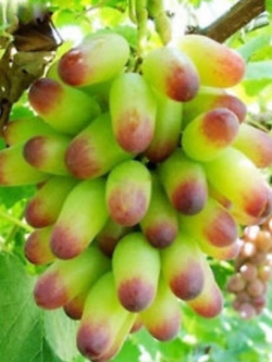 องุ่นนิ้ว / องุ่นนิ้วมือนาง (Finger Grape) เขียว / 50 เม็ด