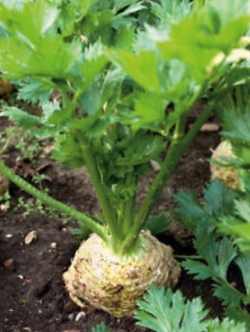 คื่นช่ายยักษ์ (Giant Prague Celery) / 800 เม็ด