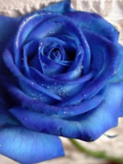 กุหลาบ สีน้ำเงิน (Blue Rose) / 100 เม็ด (MG2)