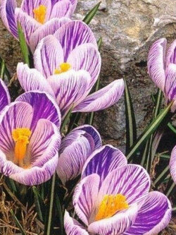 หญ้าฝรั่น (Saffron / Crocus) / 10 เม็ด (China)