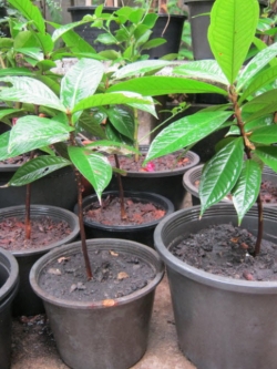 ต้นชมพู่มะเหมี่ยว เพาะเมล็ด สูง 15-30 ซ.ม.