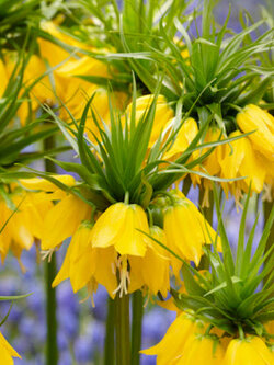 มงกุฏจักรพรรดิ์ (Crown Imperial) สีเหลือง / 50 เม็ด (China)