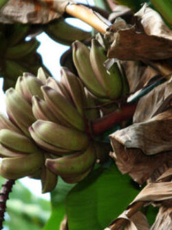 กล้วยลาเวนเดอร์ (Lavender Banana) / 5 เม็ด (South Africa)