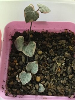 ต้นสายป่านดวงใจ (Chain of Heart) ใบด่างชมพู / ต้น