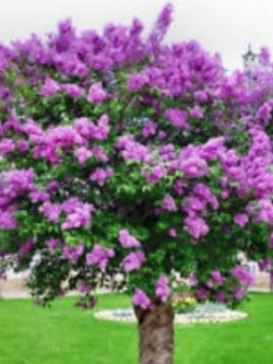 ไลแลค (Lilac) หรือซิริงก้า สีม่วง / 50 เม็ด