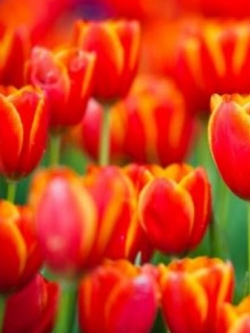 ทิวลิป สีส้ม-แดง ขอบเหลือง / 100 เม็ด