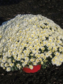 เบญจมาศคลุมดิน (Ground-cover Chrysanthemum) สีขาว / 100 เม็ด