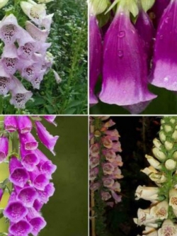 ดิจิทาลิส (Digitalis) คละ แพ็คใหญ่ / 13,000 เม็ด