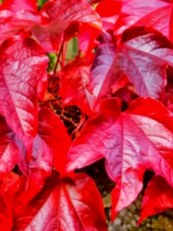 บอสตัน ไอวี่ (Boston Ivy) แดง / 50 เม็ด