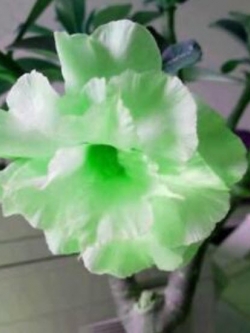 ชวนชม (Adenium) เขียวมะนาว / 2 เม็ด (นอก)