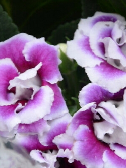 แอฟริกันไวโอเล็ต (African violet) สีม่วง / 100 เม็ด (นอก)