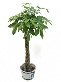 ศุภโชค หรือนุ่นน้ำ (Money tree) / 2 เม็ด