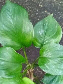 ต้นพลูด่างใบเขียว กระถาง 4 นิ้ว