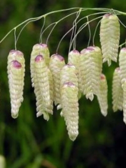 หญ้า Briza maxima / Greater Quaking grass / 250 เม็ด (Poland)