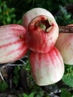 ต้นชมพู่สาแหรก เพาะเมล็ด สูง 75-100 ซ.ม.