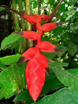 เฮลิโคเนีย ไนกริแพฟิคซา (Heliconia Nigriprafixa) สีแดง / 5 เม็ด (Israel)