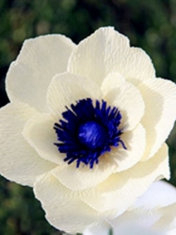 แอนนีโมนีญี่ปุ่น (Japanese Anemone) สีขาว / 25 เม็ด (Indonesia)