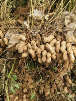 ถั่วลิสง (Groundnut Peanut) / 20 เม็ด (นอก)