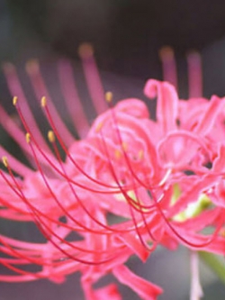 หัวว่านลิลี่แมงมุม (Spider Lily) สีชมพู / 3 หัว (นอก)