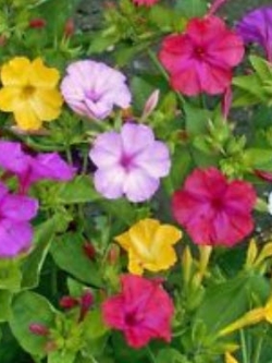 บานเย็น คละสี / 30 เม็ด (ไทย)