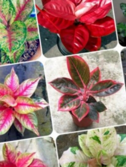 อโกลนีมา (Aglaonema) หรือเขียวหมื่นปี คละ / 50 เม็ด