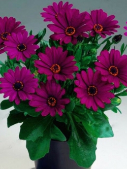 เดซีบอนไซ (Daisy bonsai) สีม่วงเข้ม / 50 เม็ด