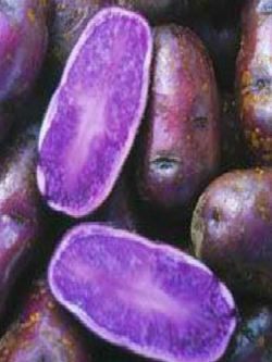 มันม่วง (Purple Sweet Potato) หัวใหญ่ / 50 เม็ด (นอก)