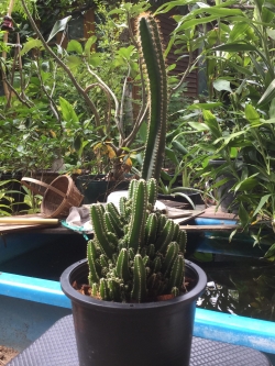 ต้นแคคตัสปราสาทนางฟ้า (Cereus peruvianus) สูง 25-45 ซ.ม. / ต้น