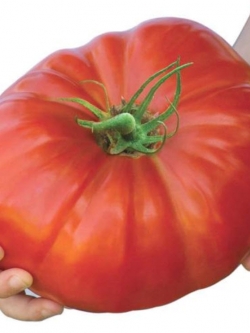 มะเขือเทศยักษ์ (Belgium Tomato) / 100 เม็ด