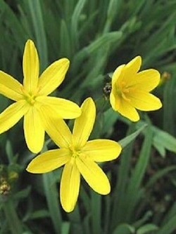 หญ้าบลูอาย (Blue-eyed grass) สีเหลือง / 10 เม็ด (USA)