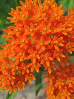 มิลค์หวีด สีส้ม (Orange Butterfly Milkweed) / 90 เม็ด