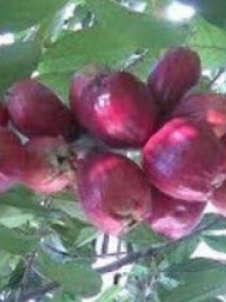 ต้นชมพู่มะเหมี่ยว สูง 55-70 ซ.ม.