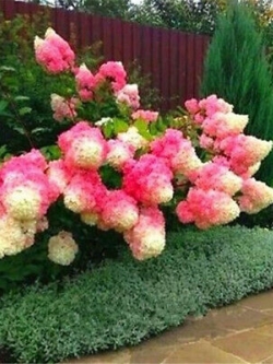 ไฮเดรนเยีย (Hydrangea) สตรอเบอรี่ / 20 เม็ด