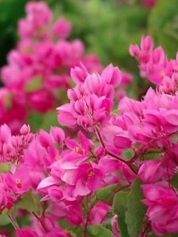 พวงชมพู สีชมพูเข้ม / 5 เม็ด (Germany)