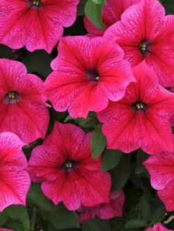 พิทูเนีย - โรส ออฟ เฮฟเว่น (Petunia - Rose of Heaven) / 4,000 เม็ด (UK)*